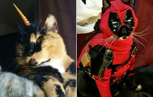 коты-косплееры, косплей с кошками, 