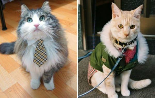 стильные кошки, кошки в модной одежде, модные коты