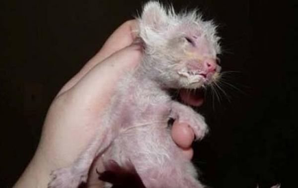 Спасение больного котенка, найденного на дне мусорки