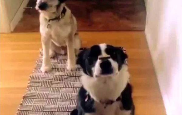 трюк собака ловит, неожиданное окончание трюка собаки, неожиданное окончание собачьего трюка