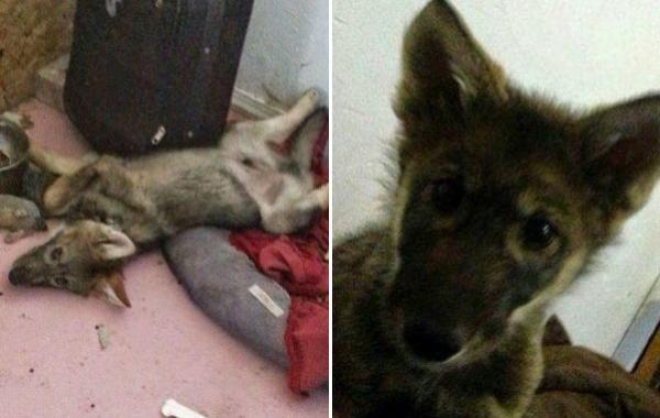 щенок волкособа, взял волка вместо собаки, щенок вырос с волка