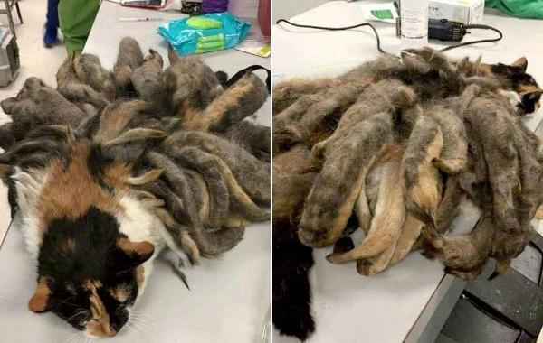 коша с дредами на спине, кошка много лет без ухода дреды