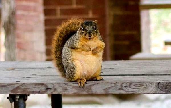 толстые белки, жирные белки, милые толстые белки, сезон жирных белок