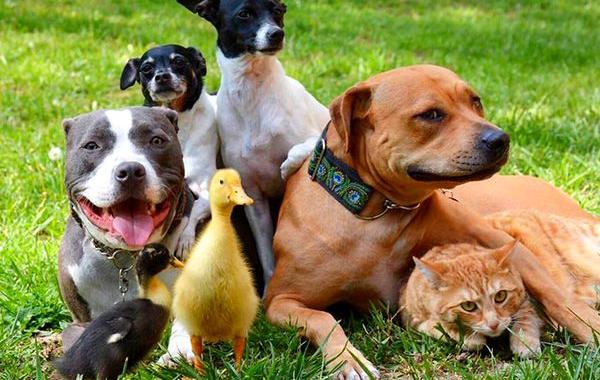 Пара спасла семерых животных, семья боггсов спасла семерых животных