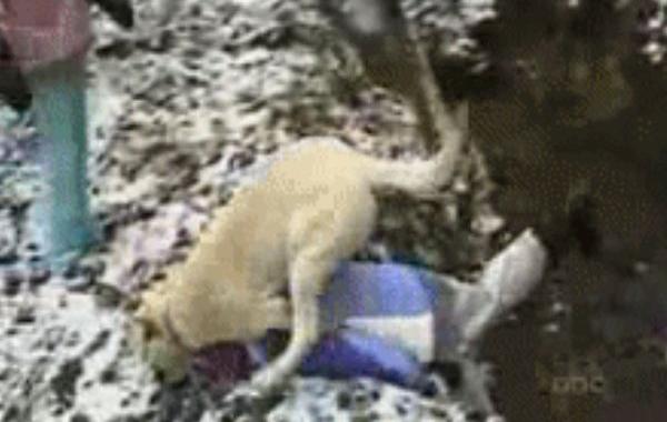 животные ненавидят детей, смешные гифки, гифки животные дети