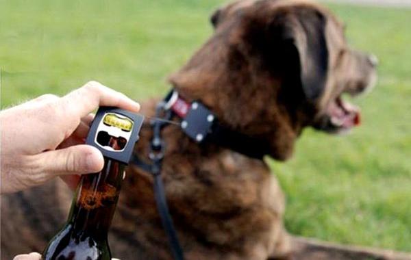 необычные товары для собак, смешные товары для собак