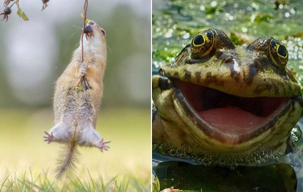 Comedy Wildlife 2016, фотоконкурс забавные фотографии животных, финалисты Comedy Wildlife 2016