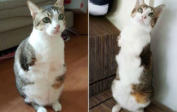 кот Эйбл, кот без передних лап, кот без передних лап научился ходить на задних