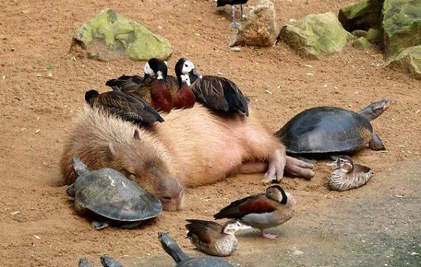 необычная дружба, невероятная дружба животных, животные спят