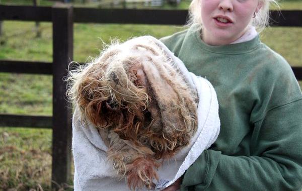 собака со спутанной шерстью, собаки до и после стрижки, спасение собак шерсть