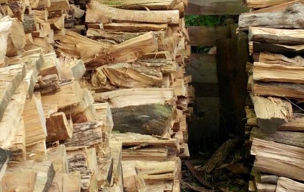 кот в дровах, найти кота на фото, кот спрятался дрова