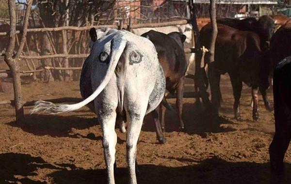 зачем рисовать глаза на заднице коровы,глаза на заднице коровы