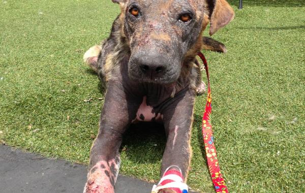 Bethany dog, спасение Бетани, Eldad Hagar, Hope For Paws 