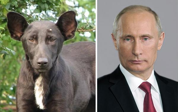 Собаки, которые выглядят как нечто другое, собаки похожие на людей