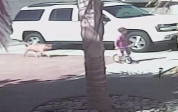 Кот героически спас ребенка от нападения собаки