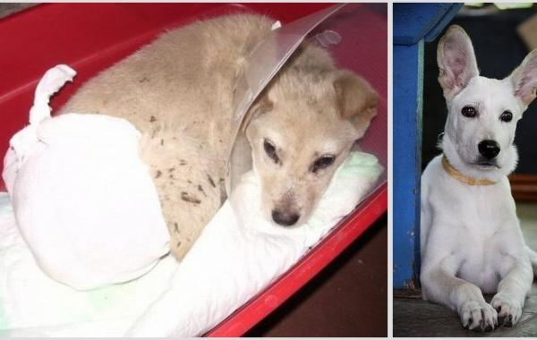 Добрые люди, бездомные собаки, до и после