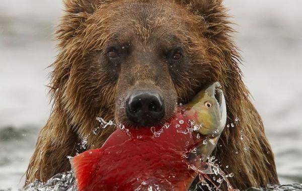 Смитсоновский фотоконкурс, фотографии природы