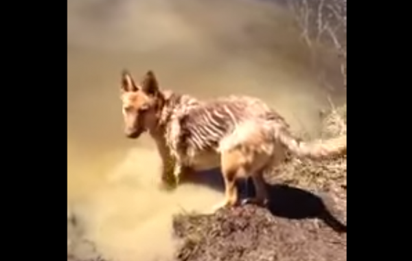 овчарка не хочет выходить из воды