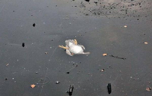 норвежец спас утку, утка застряла подо льдом, спасение утки застрявшей подо льдом