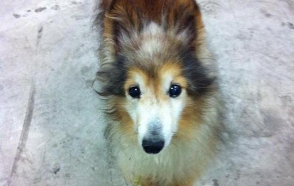 забота о безнадежно больной собаке, Беззубик Рубен Когберн, dog Rooster Cogburn, больной шелти