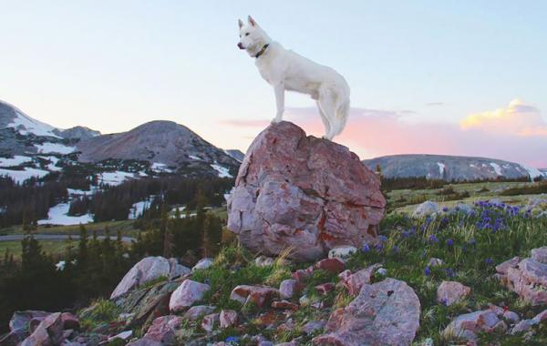 Джон Сторц, John Stortz, собака путешественник