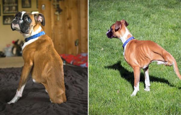 животные знаменитости, животные звёзды интернета