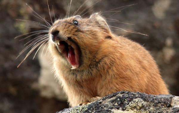 National Geographic за август 2014, лучшие фотографии National Geographic