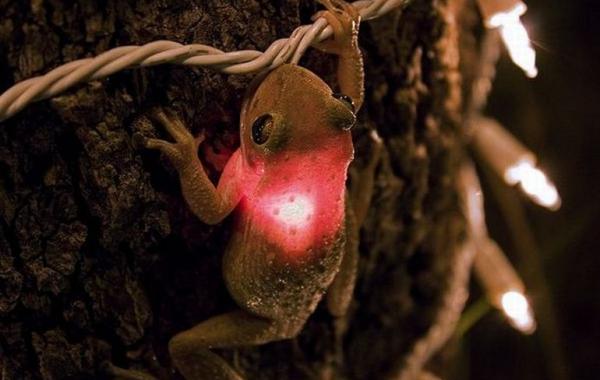 Невероятные фотографии