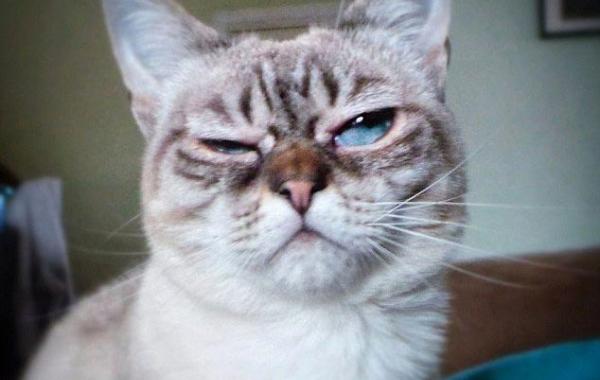 кошка Квашеная капуста, Sauerkraut the cat, кошка по кличке квашеная капуста, недовольная кошка, сердитая кошка