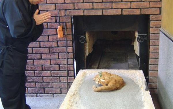 похоронное бюро для животных, ритуальные услуги для животных, похоронное бюро Токио