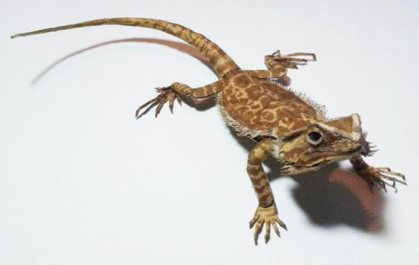 Ящерица "бородатый дракон" из картона своими руками