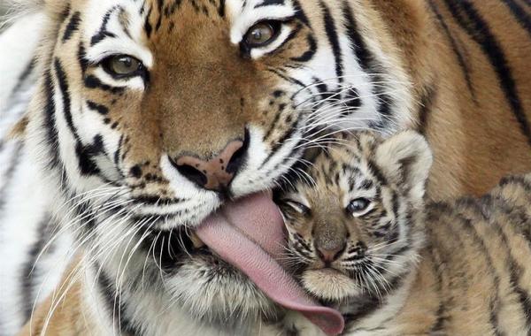 25 милейших моментов нежности между животными и их детенышами