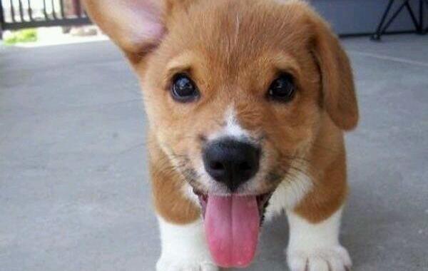 Щенки с поднятым вввех ухом