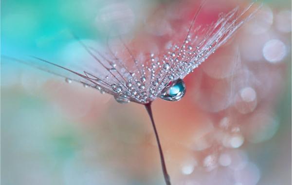 Нежнейшая макросъемка от фотографа Юлианы Нан 