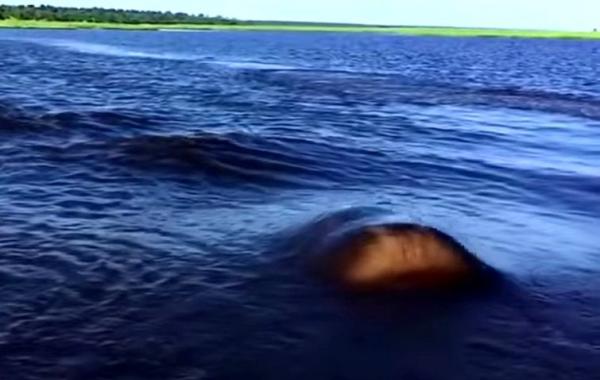 бегемот выпрыгнул из воды, бегемот догнал воду, бегемот чуть не перевернул лодку