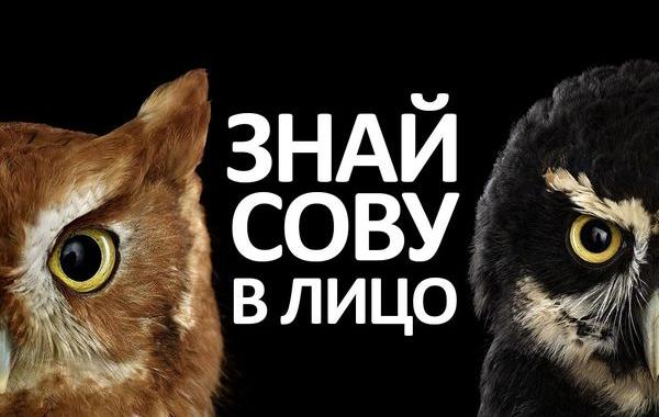 знай сову в лицо, выдающиеся совы, виды сов, факты о совах, необычные совы