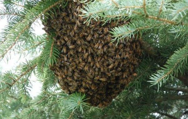 Мужчина нашел у себя во дворе рой пчел, но вместо того чтобы убить их, он придумал нечто другое