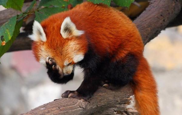 факты о животных, позитивные факты о животных