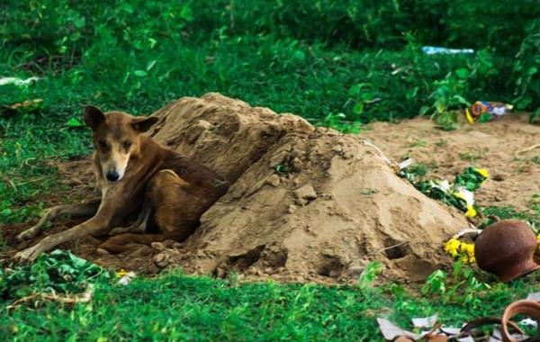 Tommy dog 15 day, собака на могиле 15 дней