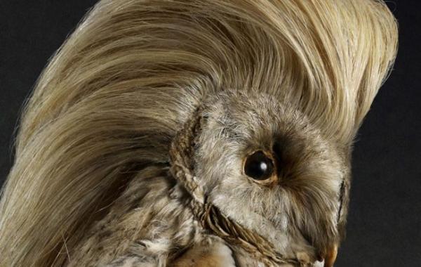 Птицы с безупречной укладкой: как бы выглядели птицы, если бы у них были волосы