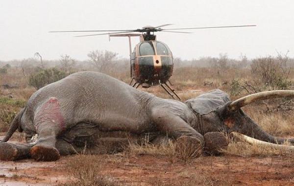 Спасение раненного слона, в которого браконьеры выстрелили ядовитой стрелой