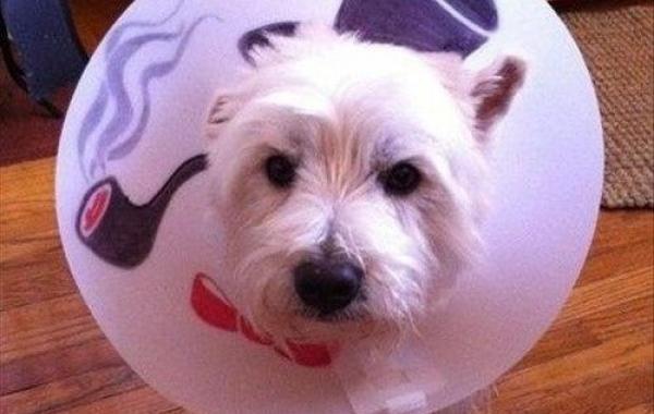 смешные пластиковые конусы собак, смешное с пластиковыми конусами, собаки конусы, смешные собаки