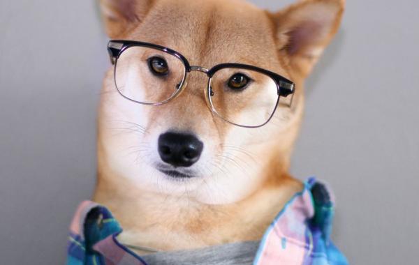 самые богатые животные, богатые собаки и кошки из интернета