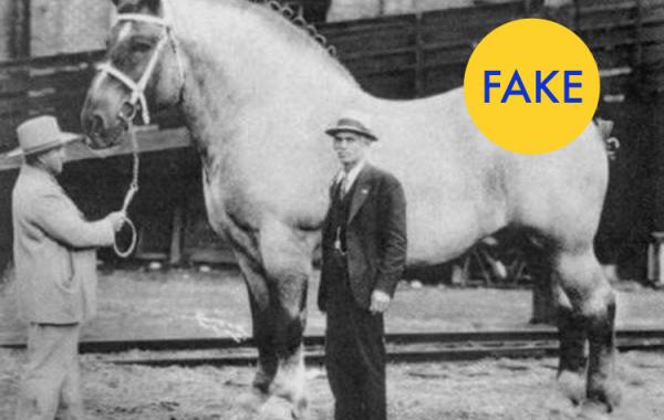 Ложные факты принятые за правду, fake