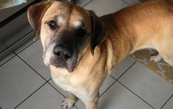 Жуткий сюрприз на рентгеновском снимке собаки