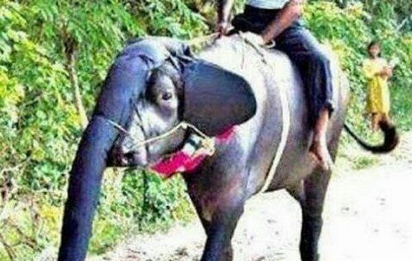 Странные и смешные вещи, которые можно увидеть только в Индии