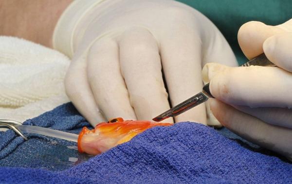 Удаление опухоли головного мозга.. золотой рыбке!