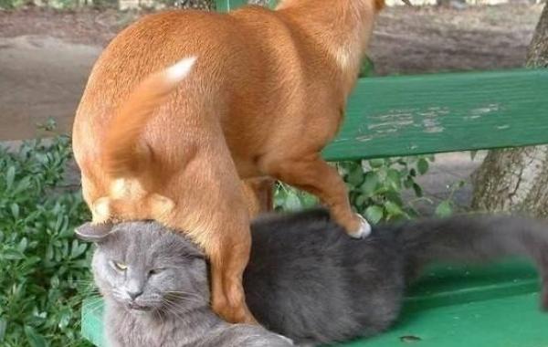 Уморительные моменты из совместной жизни собак и кошек