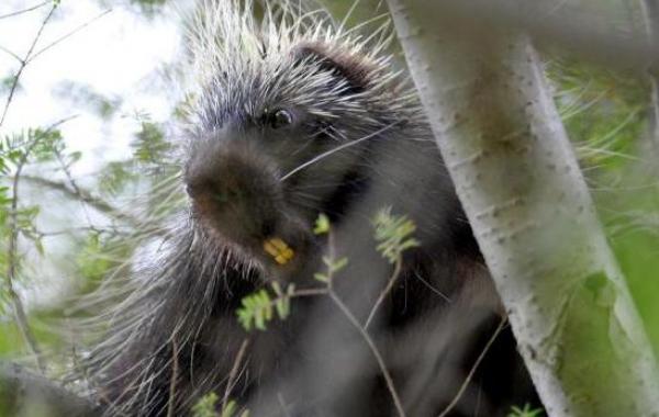 Что будет с рукой, если вы попытаетесь схватить дикобраза