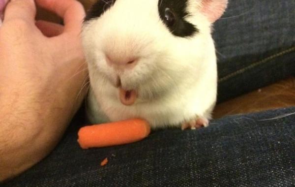 Самые милые и смешные фотографии животных